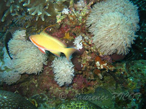 Anthias de Hucht - Pseudoanthias Huchtii.JPG
